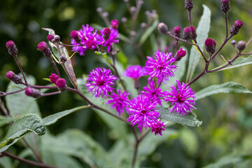 flowers in the garden