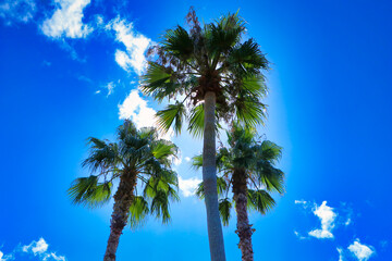 Midsummer palm trees in the southern country