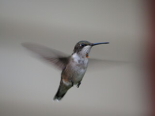 Juvenile Male Ruby-Throated Hummingbird in Flight