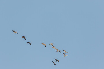 birds in flight with copy space