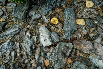 Background, green leaves, pine needles, stones. High quality photo