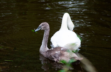 cygne
