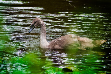 bébé cygne