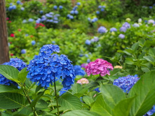 青色とピンクの紫陽花の群生
