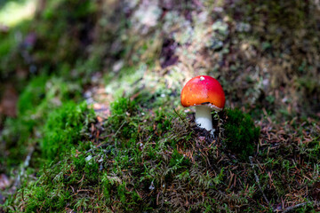 red fungi around moss