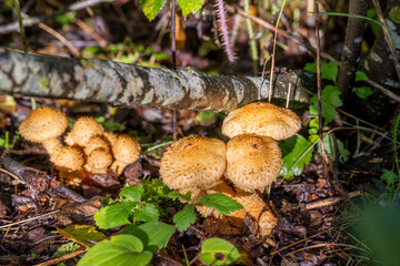 brown mushrooms brown cap