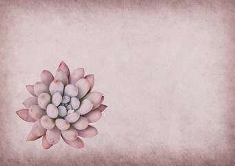 Fototapeta na wymiar textured old paper background with succulents