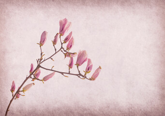 magnolia flowers on old paper background
