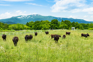 日本の栗駒山 駒姿の残雪と高原の牧場