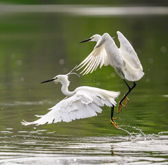 Snowy Egret Wading in shallow edge of lake looking for fish