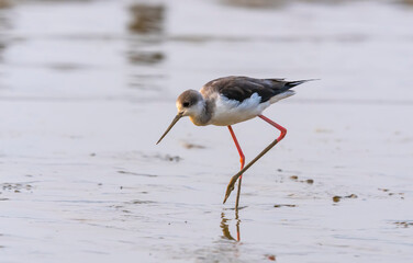 Black-Winged Stilt in Shallow Water (Himantopus himantopus) Wader Bird Stilt