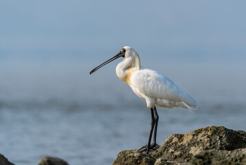 Black-faced Spoonbill at waterland in shenzhen,china