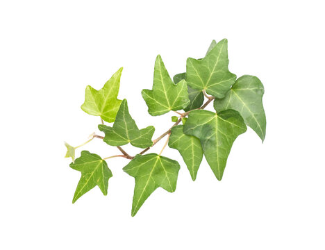 ivy isolated on a white background