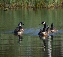 Canadian Geese