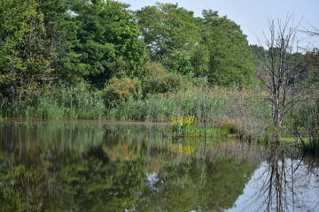 Fototapeta na wymiar reflection on the lake