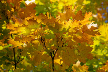 Naklejka na ściany i meble Autumn, leaf fall. Multi-colored maple leaves close up.Selective focus. Background for wallpaper.