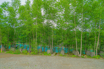 北海道の美瑛町にある青い池