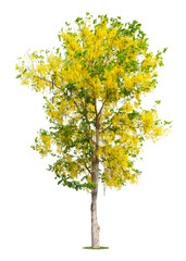 Cassia fistula tree or Golden shower National tree of Thailand.