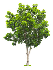 The freshness big green tree isolated on white.