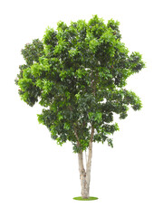 The freshness big green tree isolated on white.