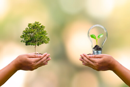 human hand planted trees and small trees growing in light bulbs on human hands to conserve earth day environmental conservation concept