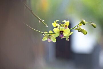 Beautiful yellow orchids against a bokeh background. Soft focus image.