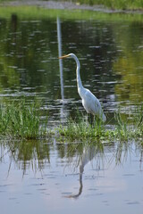 Great White Egret
