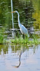 Great White Egret