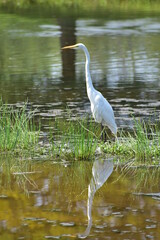 Great White Egret