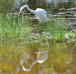 Great White Egret