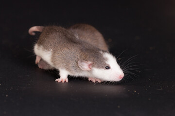domestic baby rat