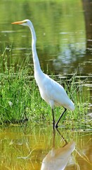 Great White Egret