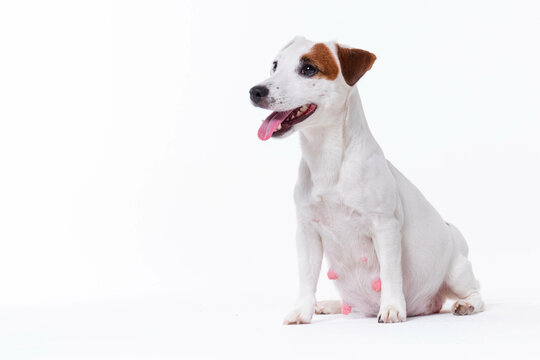 Little white pregnant jack russell terrier dog