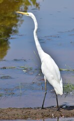 Great white heron