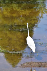 Great white heron