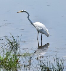 Great white heron