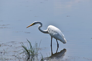 Great white heron