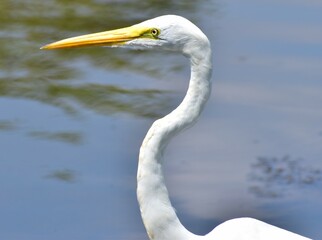 bird, egret, heron, water, white, nature, animal, wildlife, beak, lake, wild, birds, great, snowy egret, little, snowy, great egret, florida, feathers, marsh, egretta, sea, outdoors, pond, fish