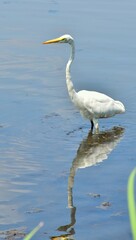 bird, egret, heron, water, white, nature, animal, wildlife, beak, lake, wild, birds, great, snowy egret, little, snowy, great egret, florida, feathers, marsh, egretta, sea, outdoors, pond, fish