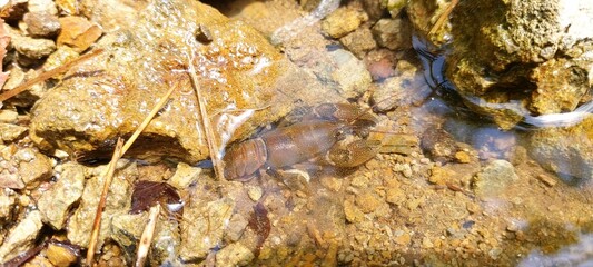 가재