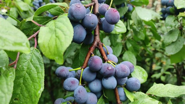 organic purple plums on branch growing tree  close up