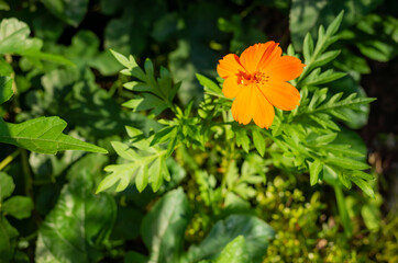 a wild tiny  orange flower on the ground in tokyo, japan