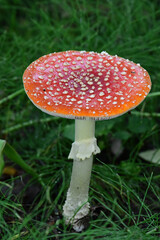 Amanita muscaria, commonly known as the fly agaric or fly amanita is a commonly found mushroom across southcentral Alaska's boreal forests.