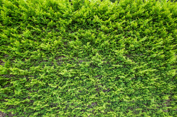 full of green leaves background in tokyo, japan