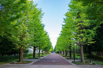 Fototapeta na wymiar ground of tree-lined street of akishima city in tokyo, japan
