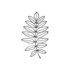 Hand drawn rowan leaf outline. Line art style isolated on white background.