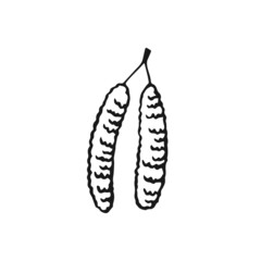 Hand drawn birch earrings outline. Line art style isolated on white background.