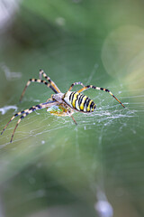 Yellow black crab spider on blurred background, copy space.