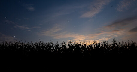 Corn stalks silhouetted against the evening sky in a field.