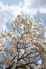 コブシの花　コブシ